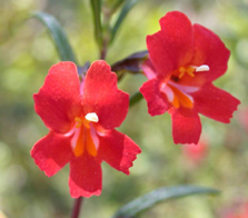 red_copy